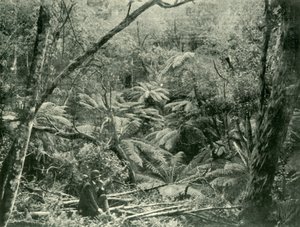 I Dandenong Ranges, 1901. af Unbekannt