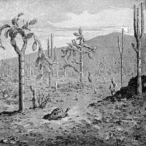 Indefatigable Island, Galapagos Øhav, 1895 af Unbekannt