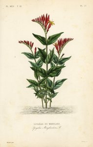 Indisk pink- eller skovrod, Spigelia marilandica, Spigelia marylandica, Spigelie du Maryland af Unbekannt