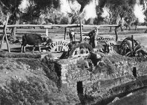 Kunstvanding af marker nær Kairo, Egypten, c1920