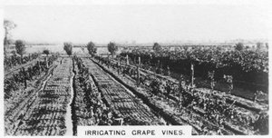 Vanding af vinstokke, Australien, 1928 af Unbekannt