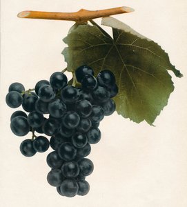 Isabella, 1908. af Unbekannt