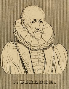 J. Gerarde, c1545-1612, 1830. af Unbekannt