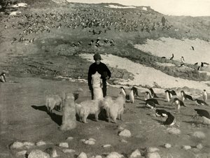 Joyce and the Dogs in the Penguin Rookery, c1908, 1909. af Unbekannt