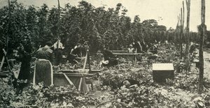 Kent Hops, c1948. af Unbekannt