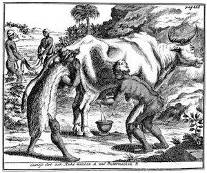 Khoikhois malker køer og laver smør, Sydafrika, 1700-tallet 1931 af Unbekannt