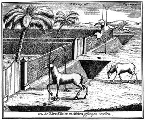 Khoikhois fangen Antilopen, Südafrika, 18. Jahrhundert, 1931