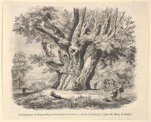 Kastanjetræet i Neuve-Celle, ved bredden af ​​Genèvesøen, efter Daubigny, 1835-78. af Unbekannt