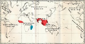 Lemuroidea - III. Kort, der viser fordelingen af familien Chiromyidae og underfamilierne af Unbekannt