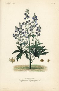 Like-Bene og Stavessere, Delphinium Staphysagriae, Staphysagri af Unbekannt