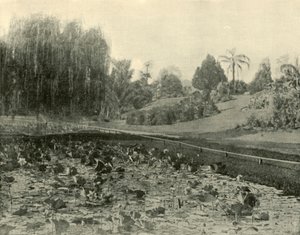 Lily Pond, Brisbane Botanical Gardens, 1901. af Unbekannt