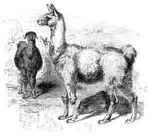 Flammer, c1880 af Unbekannt