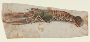Hummer, 1600-tallet. af Unbekannt