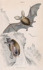 Langøret flagermus Pectorus auritus, 1828 af Unbekannt