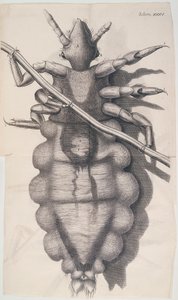 Lus klamrer sig til et menneskehår i Hookes Micrographia, 1665 af Unbekannt