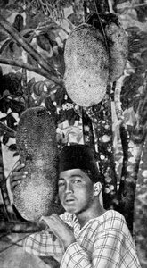 Malayisk samler jackfruit, 1922 af Unbekannt