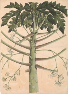 Han papaya træ, ca. 1790-1800. af Unbekannt