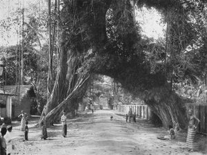 Malerisk gammelt figentræ Ficus indica på Colombo-Galle-vejen nær Kalutara, 1926 af Unbekannt