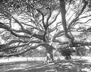 Mammoth Live Oak, nær Jacksonville, Florida, USA, c1900. af Unbekannt