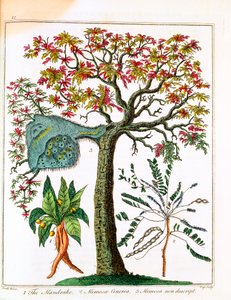 Mandrake, Sensitive Plant, and Acacia, c1795 af Unbekannt