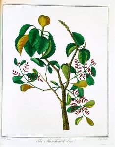 Manchineel træ Hippomane mancinella eller Poison Guava, c1795 af Unbekannt