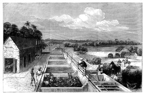 Fremstilling af indigo i Tirhoot Muzaffarpur, Nedre Bengal, 1869 af Unbekannt