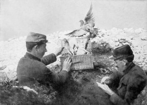 Sendebudsduer bliver sluppet fri ved frontlinjen, Første Verdenskrig, 1915 af Unbekannt