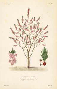 Mezereon eller spurge laurbær, Daphne mezereum, Daphne bois-gentil af Unbekannt