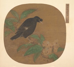 Minah Bird på en Loquat-gren. af Unbekannt