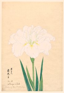 Også på f te F ro sty med ght (med frostnat). 38? 1910 af Unbekannt