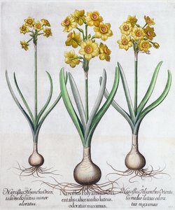 Narcissus, 1613 af Unbekannt