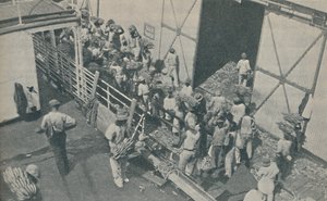 Indfødte læsser bananer i Kingston, Jamaica, synger skotske salmer, 1937 af Unbekannt