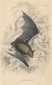 Natterers bat Myotis nattereri, 1828 af Unbekannt