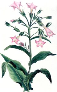 Nicotiana tabacum - tobaksplante, 1823 af Unbekannt