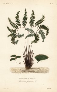 Nordlig jomfruhårbregne eller femfingret bregne, Adiantum pedatum, Canadas kapillær af Unbekannt