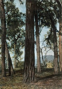 Ny Guinea. Le Bois De Fer, Papua Ny Guinea - Ironwood Trees, 1900. af Unbekannt