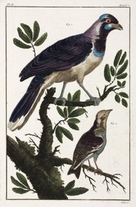 Tropiske fugle: Cayennejackdaw og Moluccan cotinda af Unbekannt