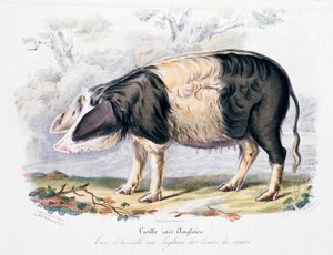 Gammel engelsk svinerace, 1842 af Unbekannt