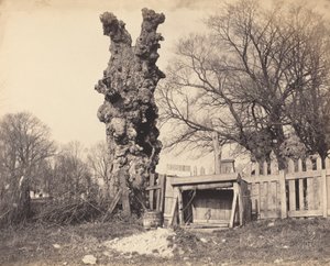Gammelt træ nær Chatham, 1850