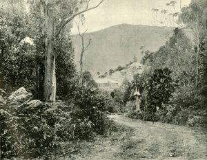 På Illawarra Road, N.S.W., 1901. af Unbekannt