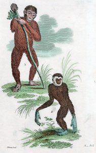 Debitorer og Gibbon, 1822 af Unbekannt