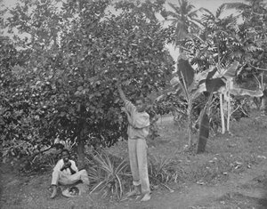 Appelsinplukning i Jamaica, 1800-tallet af Unbekannt