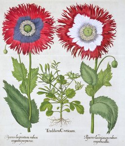 Ornamental valmuer, 1613 af Unbekannt