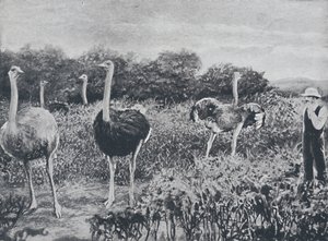 Strudse, 1924 af Unbekannt