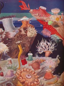 Over halvtreds sorter af søanemoner, 1935 af Unbekannt