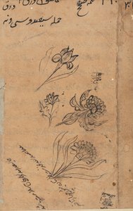 Side fra Tales of a Parrot Tuti-nama: tekstside, ca. 1560. af Unbekannt