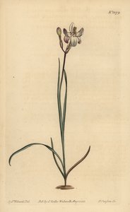 Malet blomstret ixia, Ixia fucata af Unbekannt