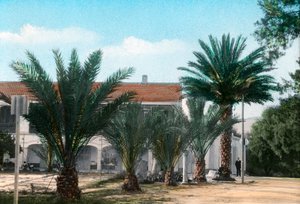 Palmer, Hammam Meskoutine, Algeriet af Unbekannt