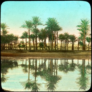 Palmer afspejlet i vand, Indien, slutningen af det 19. eller begyndelsen af det 20. århundrede af Unbekannt