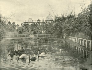 Papyrus Pond, Brisbane Botanical Gardens, 1901. af Unbekannt